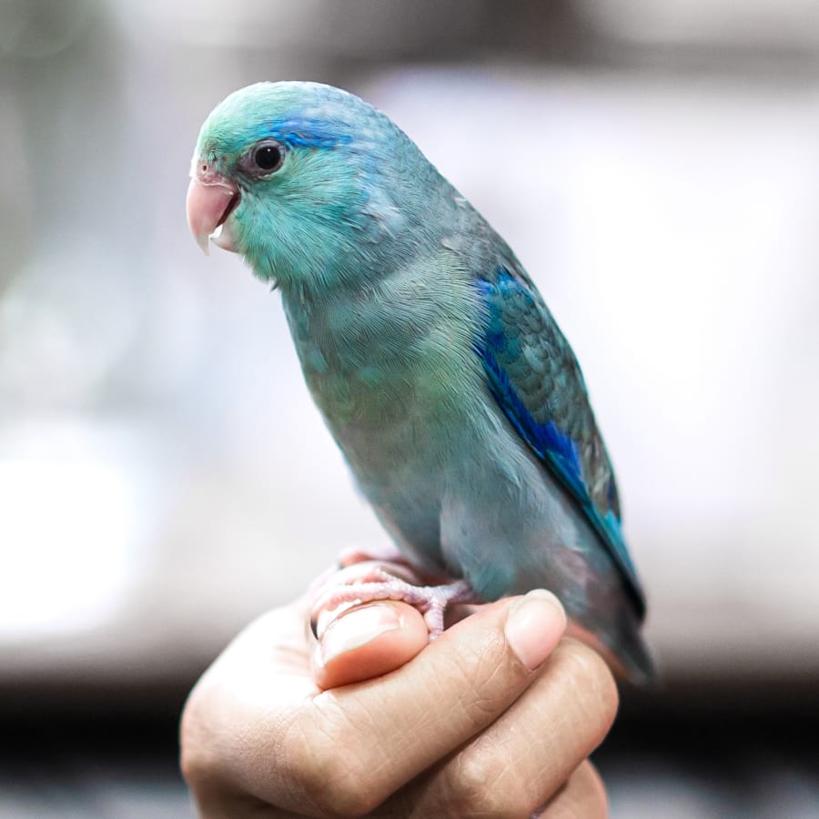 Exotic Pets & Bird Veterinary Care in South Salem